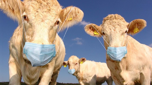COWS IN MASKS