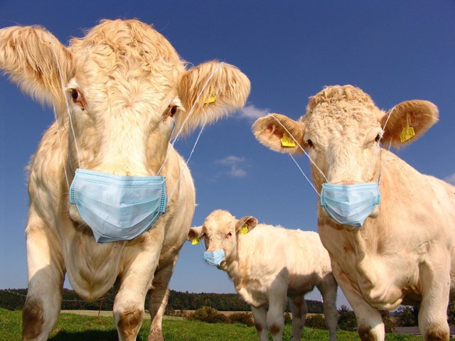 COWS IN MASKS