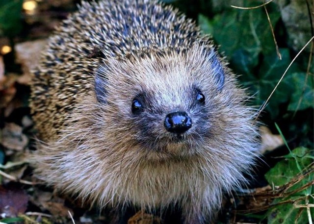 HEDGEHOG